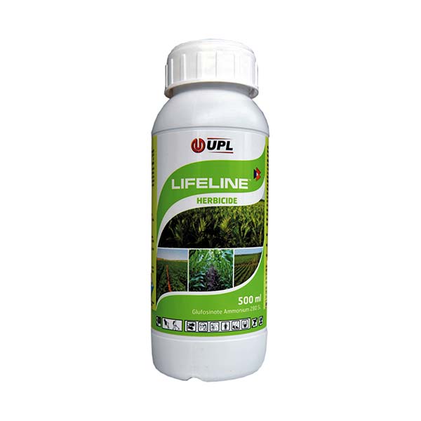 anthurium delta force Anthurium Delta Force